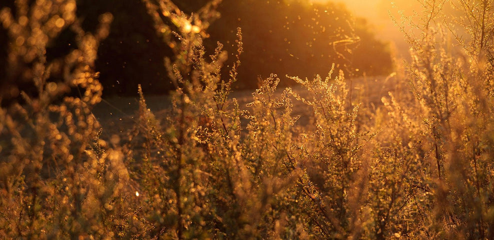 Allergy Test at Home: What It Detects and How to Get Started