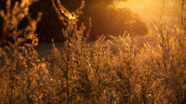 Allergy Test at Home: What It Detects and How to Get Started