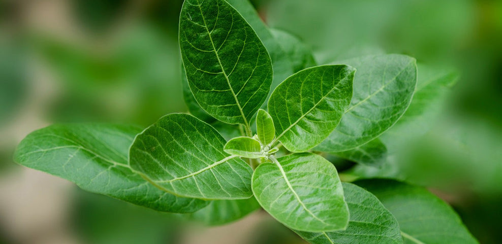 Ashwagandha Benefits: What It Does and Who It's For