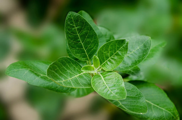 Ashwagandha Benefits: What It Does and Who It's For