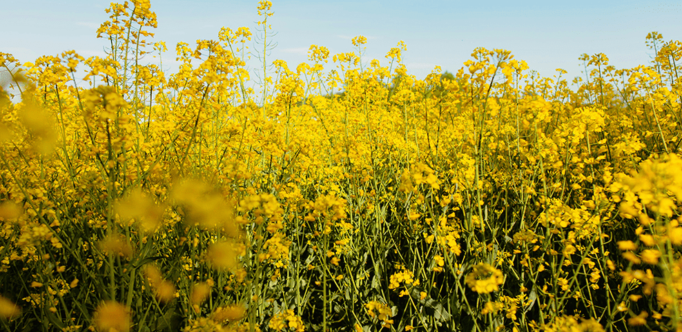 Rapeseed Oil Allergy: What You Need to Know