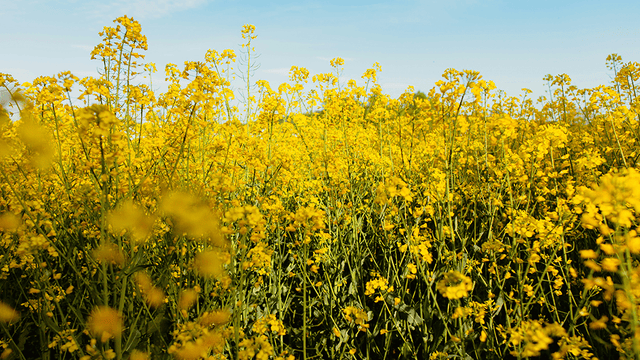 Rapeseed Oil Allergy: What You Need to Know