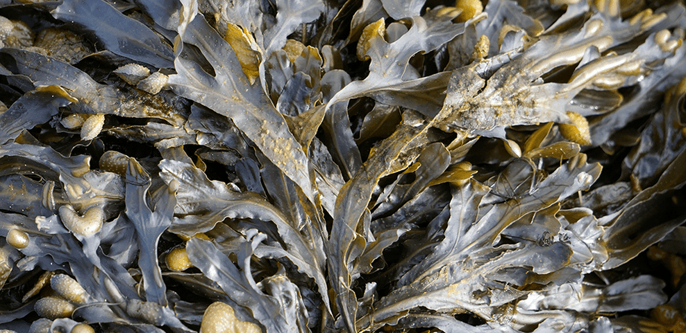 Seaweed Allergy: Signs, Symptoms & Testing