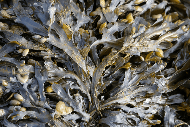 Seaweed Allergy: Signs, Symptoms & Testing